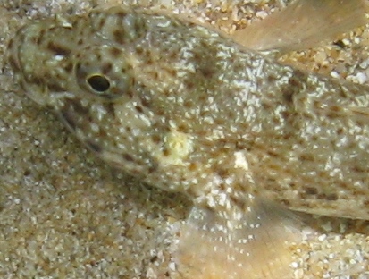 Gobius incognitus e Gobius paganellus